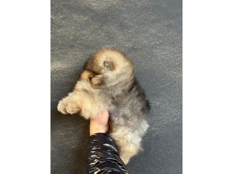 Mükemmel anatomi gülen yüz teddy bear pomeranian boo