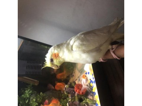 Yeni yeme düştü ele alışık lutino sultan papağanı