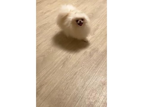 Orjinal yurt dışından pomeranian