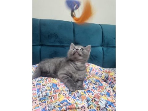 British shorthair yavrular ırk sağlık garantili