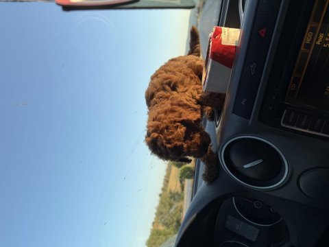 Toy poodle yavrumuz 2 aylık