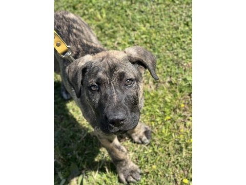 Köpeğimiz raskal 2,5 aylık aile arıyor