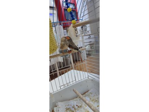Yeni genç eş kuşlar