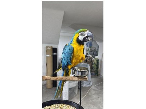 Full evcil konuşan sarı lacivert macaw papağanımız