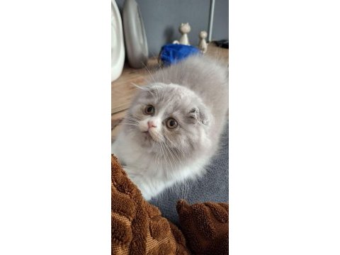 Lilak scottish fold bicolor dişi