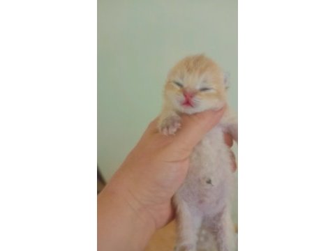 Şecereli golden anne baba yavruları kediler