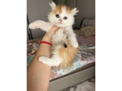 Blh ny1203 erkek british longhair kardeşler