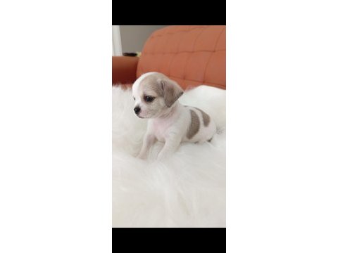 Irk şampiyonu babadan safkan chihuahua