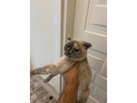 Scottish fold acil yeni yuvasını arıyor