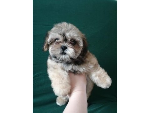 Tamamen evcil shih tzu yavru sahiplendirme