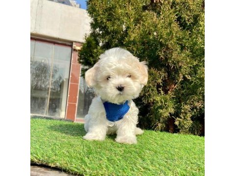 Bal tadında maltese terrier yavruları
