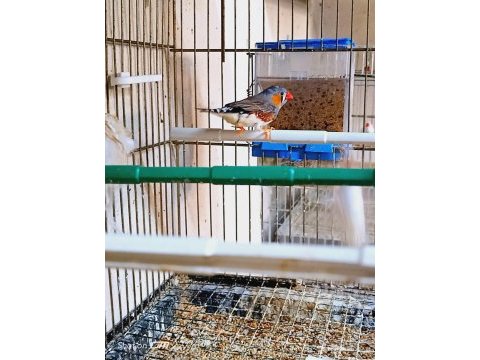 Sahibinden farklı cinslerden ve renklerden finch (ispinoz)