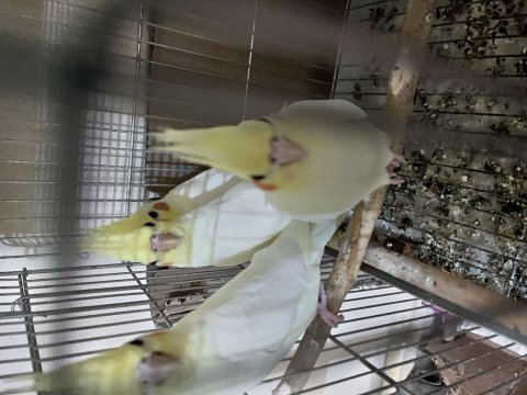 Albino lutino sultan papağanı