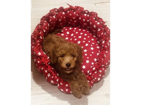 Sahibinden çok acil poodle