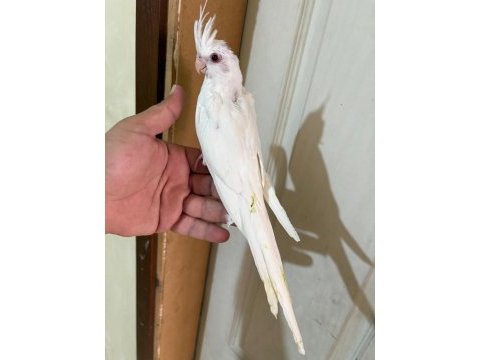 45 günlük kusursuz albino bebek sultanlar