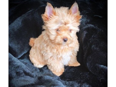 Çok özel exotic yorkshire terrier yavrularımız