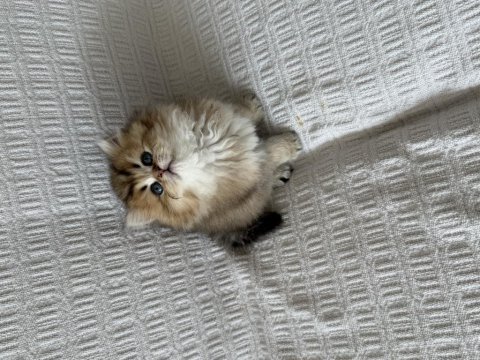Efsane güzellikte bebek kediler