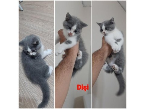 British shorthair bicolor