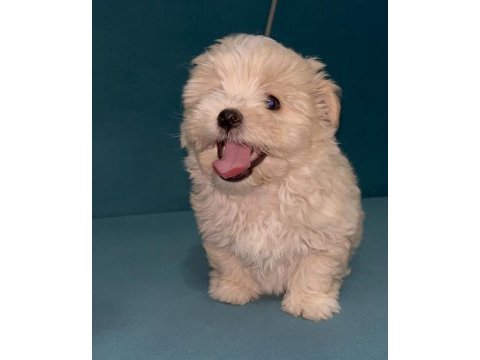 Böyle güzel maltipoo yavrum olsun istiyorsan ulaşabilirsin