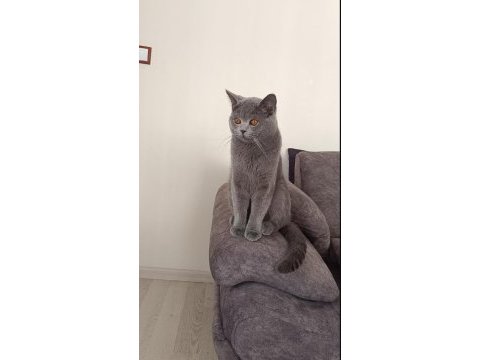 Sahibinden ücretsiz british shorthair