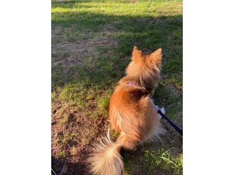 Pomeranian dişi kızımız