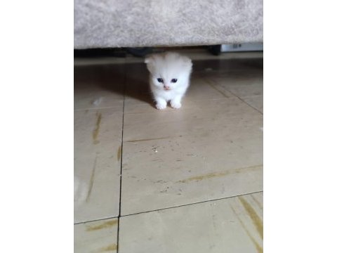 Scottish fold ve scottish straigt erkek yavrular
