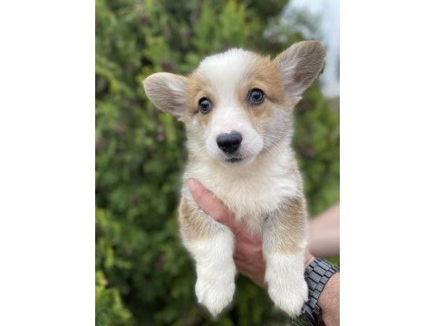 Türkiyede tek corgi bebekler