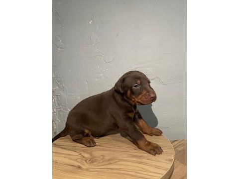 Kızıl doberman bebekler