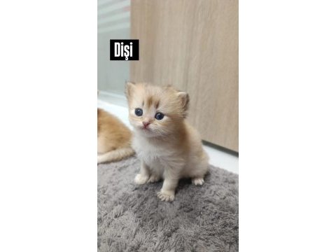 Golden british longhair yavrularımız