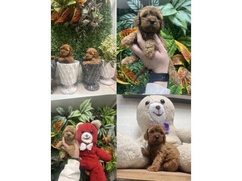 Birinci sınıf poodle bebekler