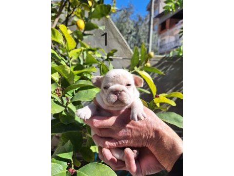 Platinum dişi french bulldog yavrular