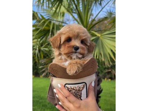 Özel micro maltipoo yavruları