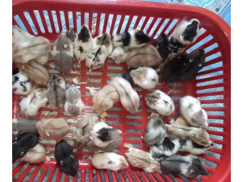 Her ırk yavru hamster ve malzemeleri adrese teslim vardır