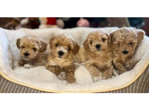 Aşılı pasaportlu mikroçipli maltipoo yavrularımız 