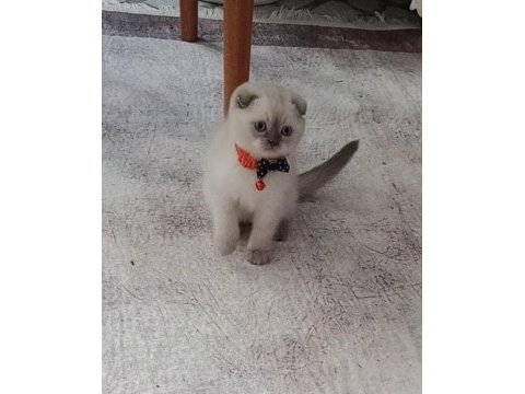 Boncuk gözlü yakışıklı scottish fold bebeğim