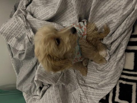 3 aylık dişi maltipoo yavru
