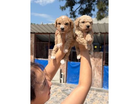 Maltipoo bebek yüzlü tatlılar