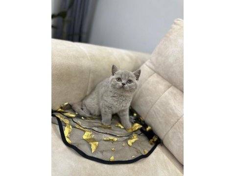 Show kalite yavrular british shorthair