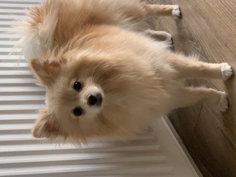 1 yaşında dişi pomeranian spitz