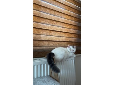 Dişi exotic shorthair