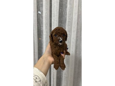 Toy poodle köpeği