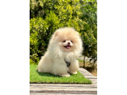 Boo pomeranian ırk ve sağlık garantili yavrular 