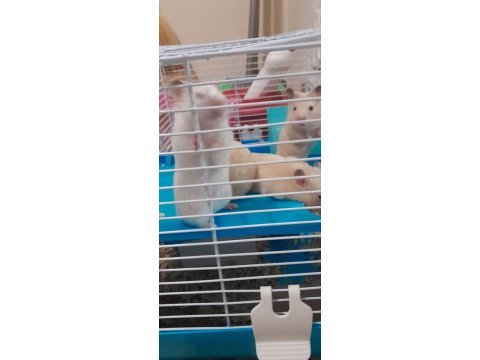 Suriye hamster