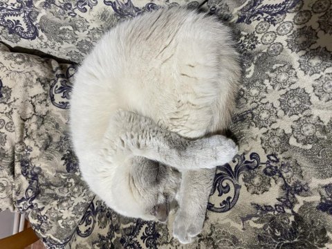 Bluepoint erkek british shorthair