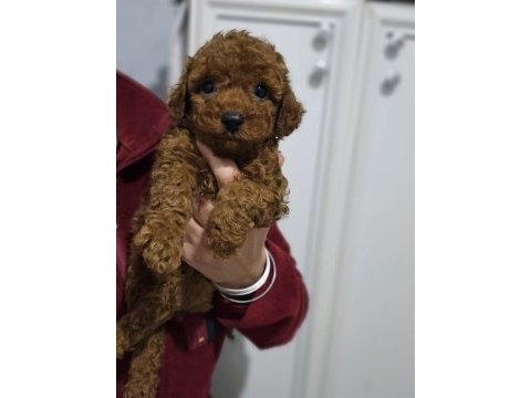 Ev doğumlu karamel poodle bebeklerim