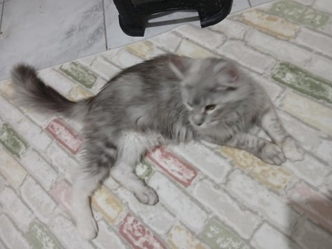 1.5 yaşında tortie maine coon