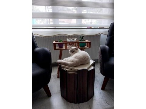 Ücretsiz red point british shorthair