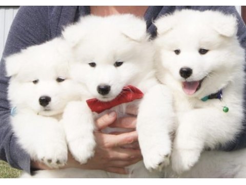 Kar beyaz samoyed yavrularım