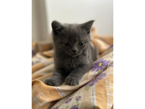 Uygun british shorthair