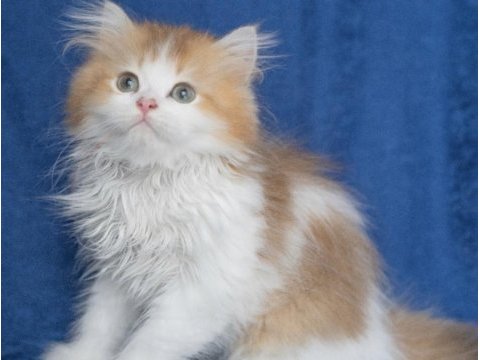 British longhair ny 12 bicolor safkan erkek
